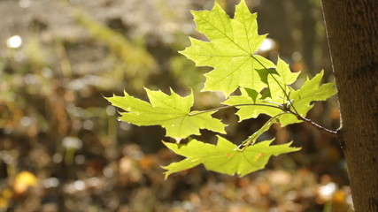 Poster - Branch of beautiful autumn maple leaves