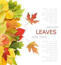 Yellow, Red And Green Autumn Leaves Background With Sample Text