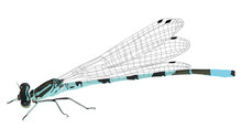 Illustration With Blue Dragonfly