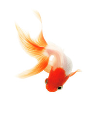 Goldfish on white