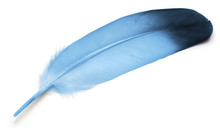 Blue Feather Of Pigeon Over White Background.