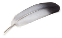 Grey Feather Of Pigeon Over White Background.