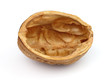 Shell of walnut