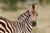 Fototapeta Konie - Baby zebra