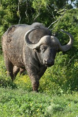 Wall Mural - African Buffalo