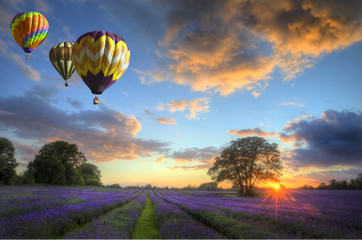 Wall Mural - Hot air balloons flying over lavender landscape sunset