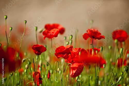 Fotoboard na płycie Klatschmohn