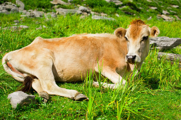 Wall Mural - Cow. Close up red cow resting on meadow in mountains