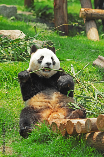 Obraz na płótnie canvas trzyczęściowy "tryptyk" Panda