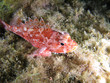 Scorpion Fish (