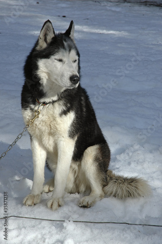 Chien De Traineau Race Husky Buy This Stock Photo And