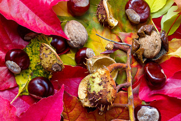 Fototapete - Herbstzeit