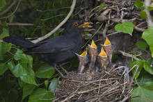 Male Blackbird (Turdus Merula) At Nest With Chicks