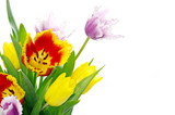 Fototapeta Tulipany - tulips