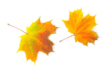 Wall Mural - autumn maple leaf