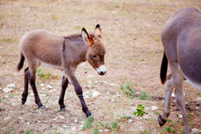 Baby Donkey Mule With Mother