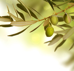 Olive border design