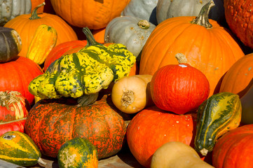 Sticker - Kürbisse, Herbst