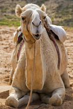 Camel Watching You, Dubai