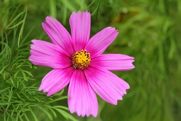 Wall Mural - cosmos bipinnatus