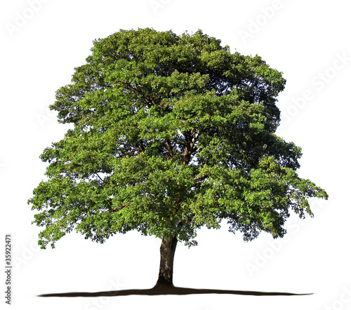 Baum Freigestellt Baum Freigestellt
