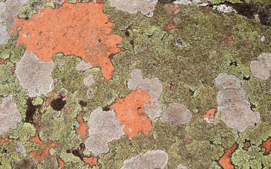 Canvas Print - lichen background