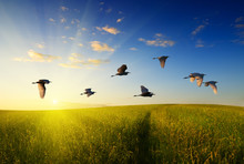 Field Of Grass And Flying Birds