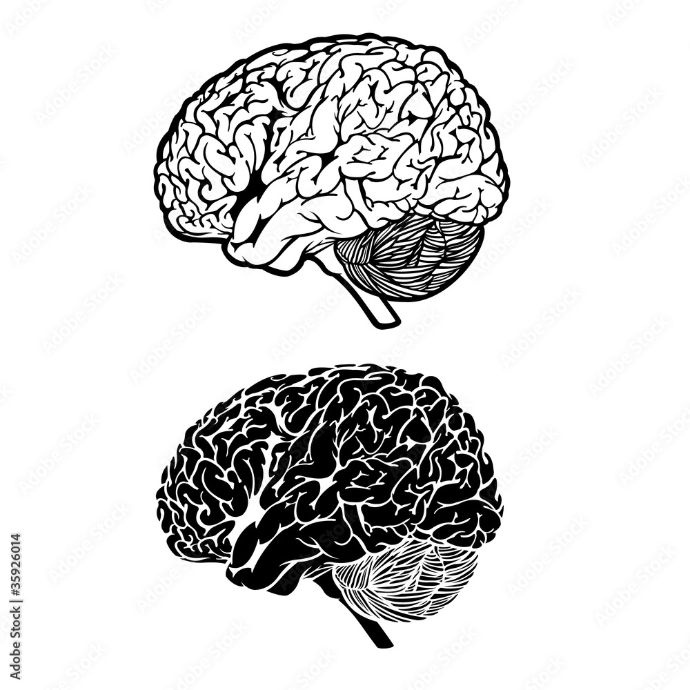 Human Brain Black and White Anatomy Cartoon Vector Graphic Illustration ...