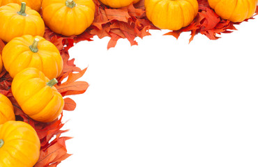 Wall Mural - Small pumpkins on oak leaves