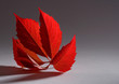 autumn red leaf