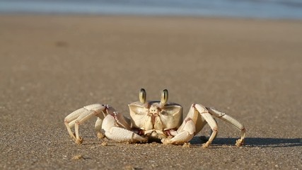 Wall Mural - Ghost crab on the beach with waves in the background