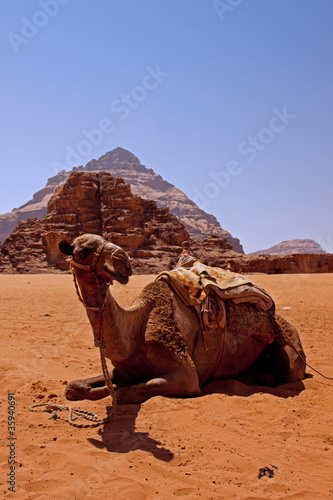 Tapeta ścienna Dromedario del wadi rum