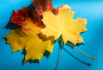 Poster - Leaves isolated on the blue background