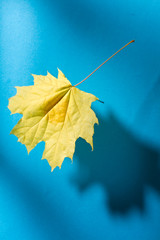 Wall Mural - Leaf isolated on the blue background