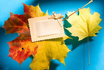 Wall Mural - Leaves and card isolated on the blue background