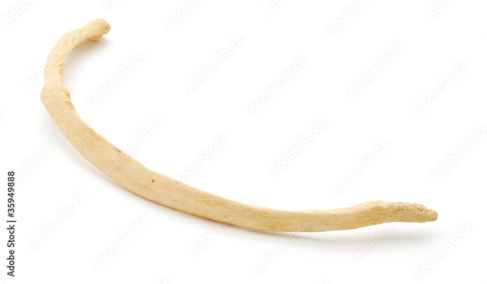 human rib Stock Photo | Adobe Stock