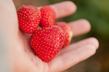 Strawberry in hand