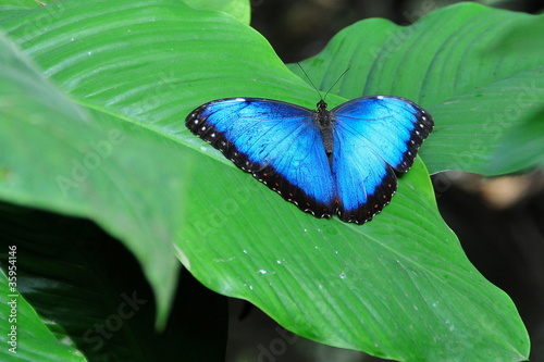 Tapeta ścienna Pozowanie niebieski motyl morpho
