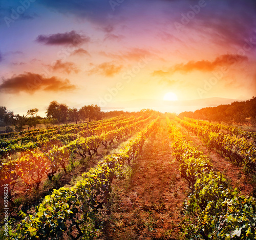 Naklejka na szybę Vineyard landscape