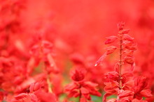 赤いサルビアの花