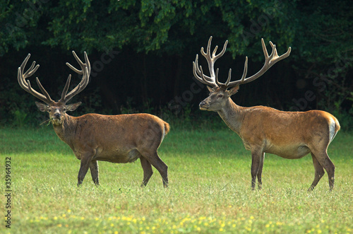 Fotoboard na płycie Jeleń - cervus elaphus