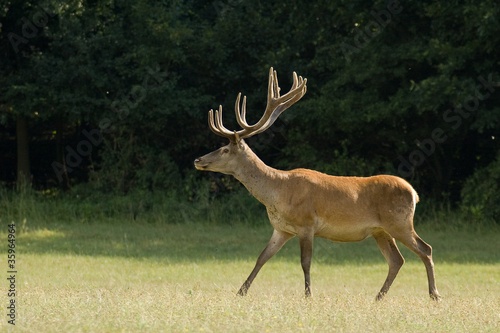 Plakat na papierze fotorealistycznym Jeleń - cervus elaphus