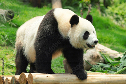 Obraz na płótnie canvas Panda