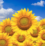 Fototapeta Kwiaty - Beautiful sunflowers isolated naturally on blue sky.