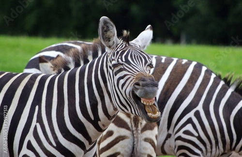 Obraz na płótnie canvas Roześmiana zebra