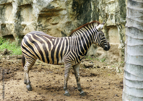 Obraz na płótnie canvas czteroczęściowy "tetraptyk" Zebra