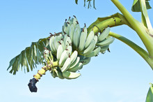 Banana Tree Over Blue Sky