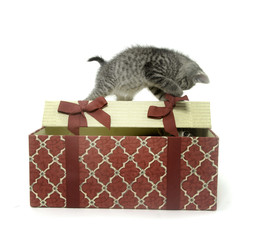 Two cute kittens playing in gift box