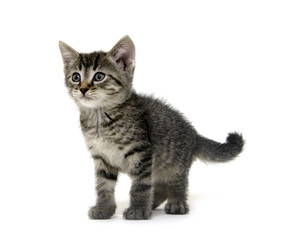 Naklejka na meble Cute tabby kitten on white