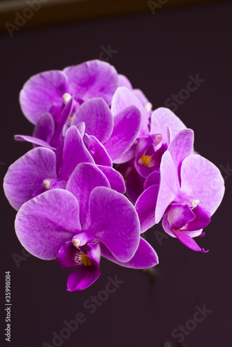 Tapeta ścienna Roślina, storczyk, phalaenopsis, różowe kwiaty
